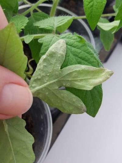 Болезни рассады томатов и их лечение