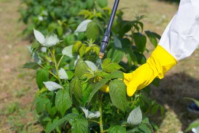 Борьба с вредителями малины весной