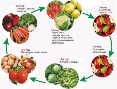Что посадить на грядках после клубники?