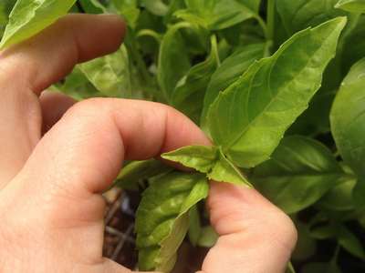 Прищипывание перцев в рассаде