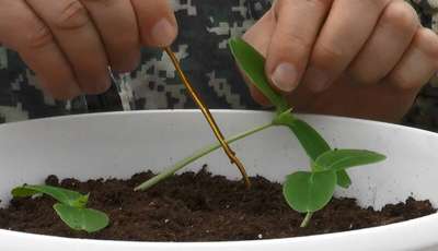 Вытянулась рассада огурцов: причины и устранение