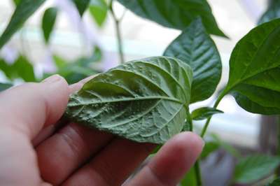 Болезни рассады перцев и их лечение