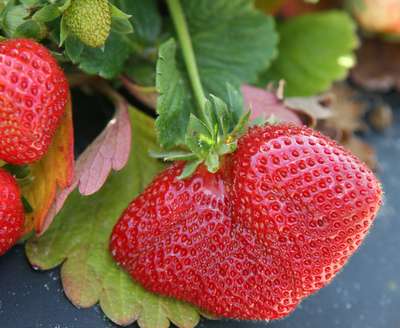 Самые лучшие сорта клубники