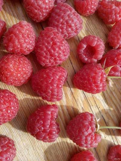 Сорт малины Новость Кузьмина