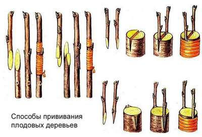 Как правильно привить грушу?