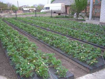 Когда, и как сажать клубнику?