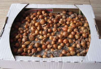 Правила хранения лука-севка до посадки