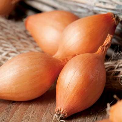 Сорт лука Стурон