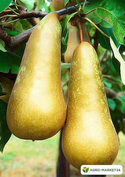 Сорт груши Конференция