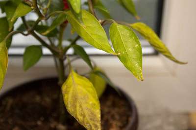 Желтеют и опадают листья у рассады перца: причины и меры борьбы