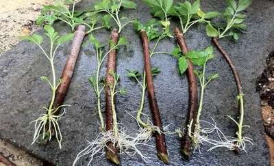 Выращивание малины черенками