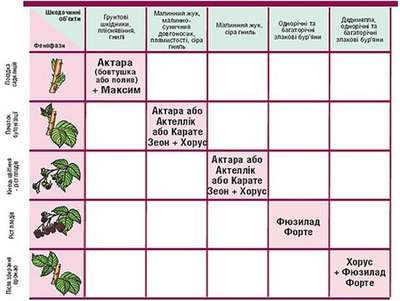 Чем обработать малину весной от болезней и вредителей?