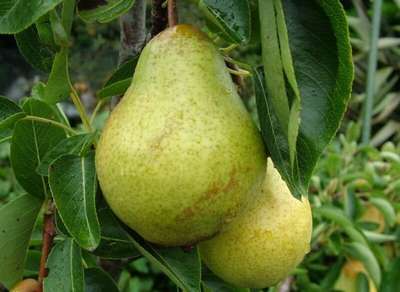 Груша Дюшес: описание сорта, выращивание и уход