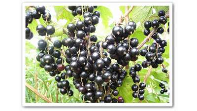 Сочная чёрная смородина «Багира»