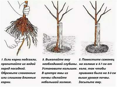 Посадка груши весной: пошаговое руководство