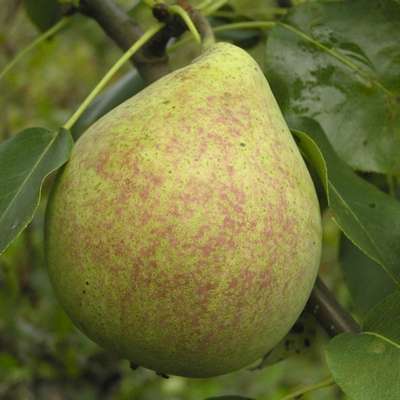 Сорт груши Мраморная