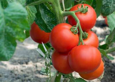 Лучшие низкорослые сорта помидор для открытого грунта