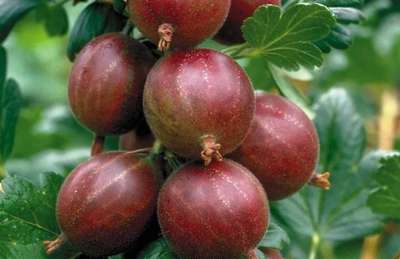 Крыжовник сорта Комaндор