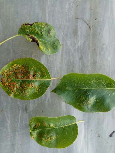 Болезни и паразиты груши