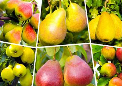 Самые лучшие, вкусные сорта груш для Средней полосы России