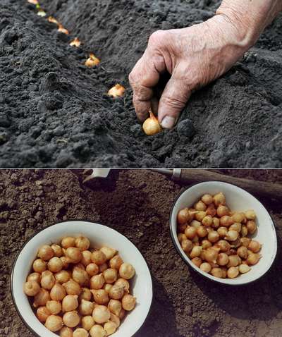 Как посадить лук севок?