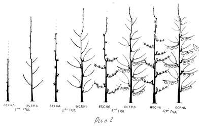 Как обрезать колоновидную яблоню?