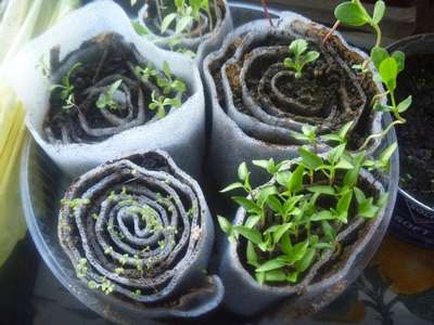 Как посадить рассаду в улитку?