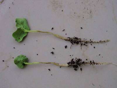 Как избавиться от черной ножки на рассаде?