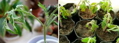 Рассада помидор вянет и падает: причины и что делать?