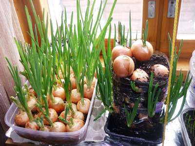 Как сажать лук на зелень?