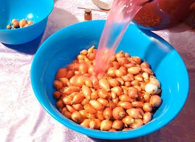 Замачивание лука севка перед посадкой