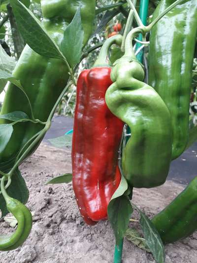 Сорт перца Рамиро