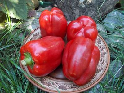 Сорт перца Калифорнийское чудо