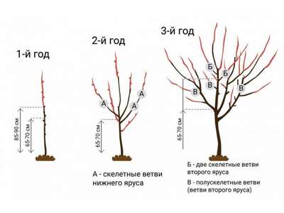 Как обрезать черешню весной?