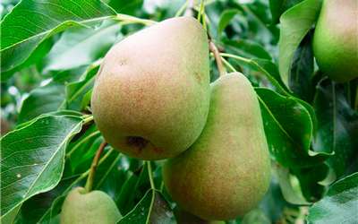 Сорт груши Русская Красавица