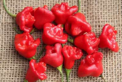 Сорт перца Колокольчик красный