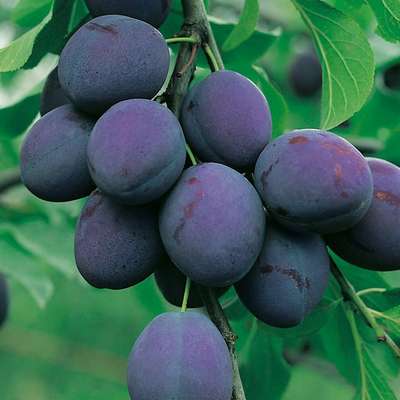 Сорт сливы Президент