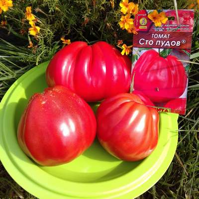 Томат сорта Сто пудов