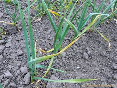 Подкормка чеснока весной