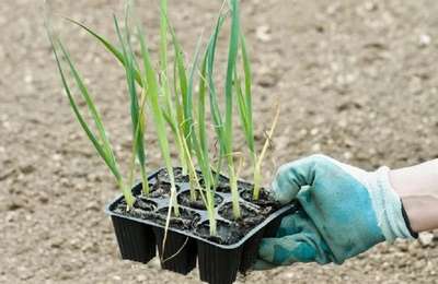 Как посадить лук-порей на рассаду?