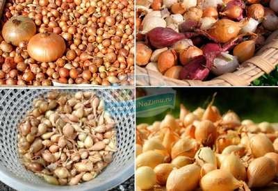 Правила хранения лука-севка до посадки