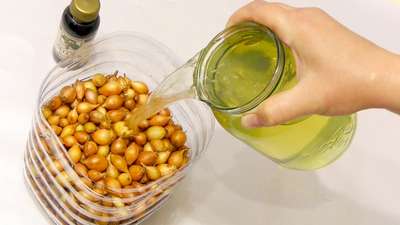 Обработка лука перед посадкой