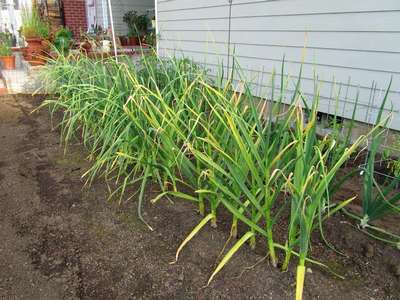 Желтеет чеснок: причины, что делать?