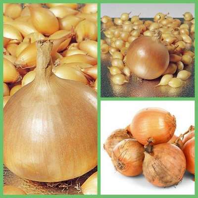 Сорт лука Геркулес