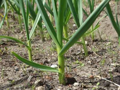 Как ухаживать за чесноком весной?