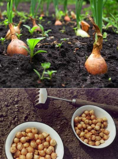 Как посадить лук весной на головку?