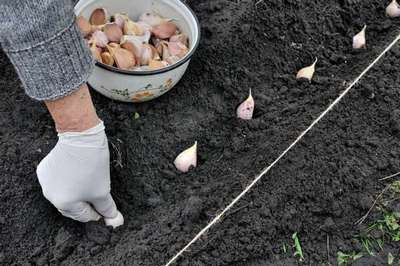 Как посадить озимый чеснок весной?