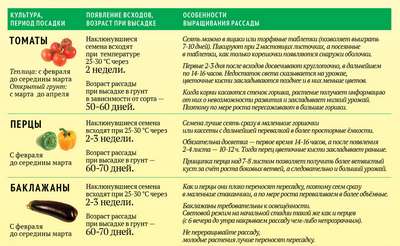 Через сколько дней всходит перец?