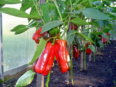 Болгарский перец: особенности посадки и уход