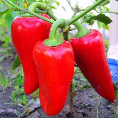 Сорт перца Подарок Молдовы